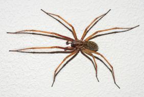 big spider with long legs red