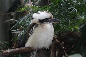 Bird Nature Animal