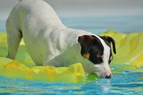 jack russel terrier swimming in the pool