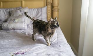 Cat Tortie Pet