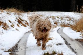 Komondor Dog Guard