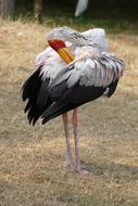 Nimmerzat Mycteria Ibis Wader