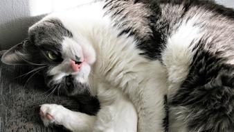 Pinto Domestic Cat Fur