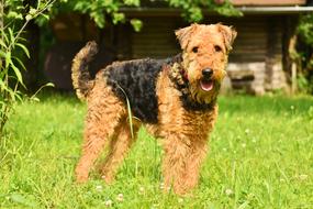 Dog Airedale Terrier Pet