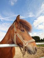 Horse Portrait Animal