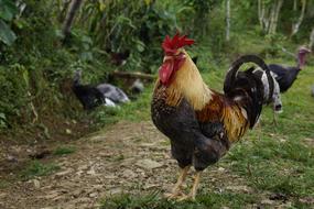 Gallo Farm