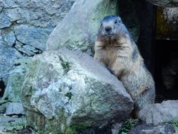 Marmot Groundhog Posing
