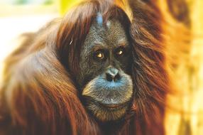 Orang Utan Monkey Cute