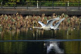 swans at Lake Waterside