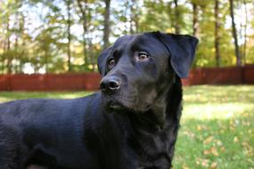 Fall Foliage Dog Labrador