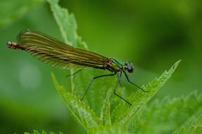 Dragonfly Insect Nature