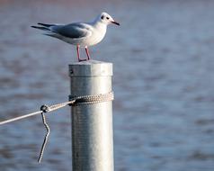 Seagull Bird Animal