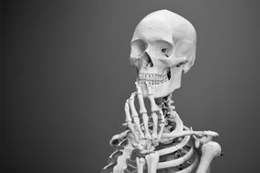 Skeleton Anatomy Bones think