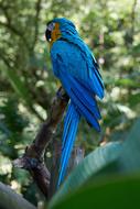 Parrot Bird Nature