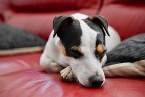 Jack Russel Dog Sleep