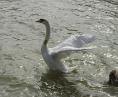 Winged Swan Bird
