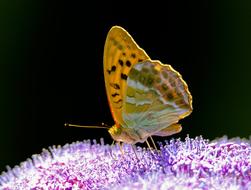 Animal World Butterfly Insect