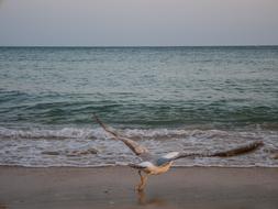 Gull Bird Flying Take