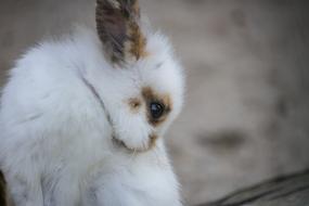 Rabbit Hare Animal Young