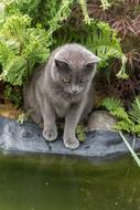 Cat Carthusian Pets