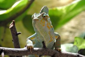 Chameleon Reptile Animal Closeup photo