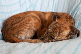 Dog Asleep Curled