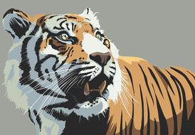 tiger animal stare teeth wild