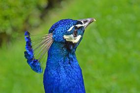 Peacock Head Bird