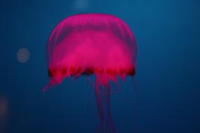Jelly Fish Ocean Pink