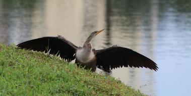 Bird Wings Nature