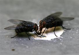 Insect Flying Close