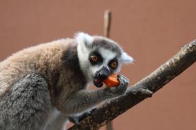 Maki Monkey Ring-Tailed Lemur
