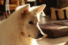Swiss White Shepherd Animals Dog