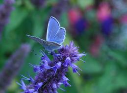 Insect Butterfly Common Blue