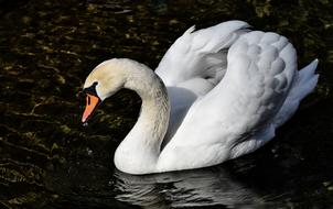 Swan Elegant Noble