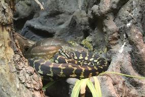 Snake Reptile Poisonous