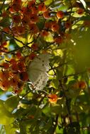 white butterfly in the garden against a background of berries