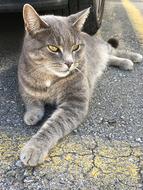 Cat Domestic Pet Tiger