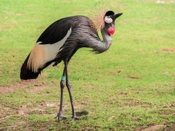 Flightless Bird Crane Spring
