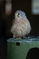 Bird Hawk Perched