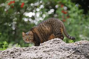 Cat Hunt Animal