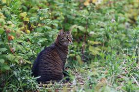 Cat Hunt Animal