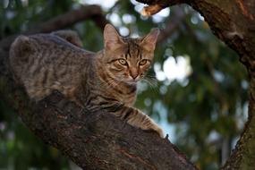 Cat Small Cute