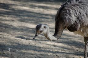 Emu Bird Animal