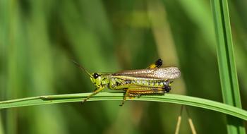 Grasshopper Insect Close Up