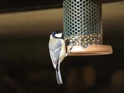 Bird Great Tit Feeding