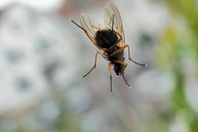 Fly Insect Nature