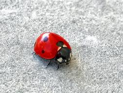Ladybug Alifaki Insect