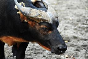 Buffalo Animal Portrait