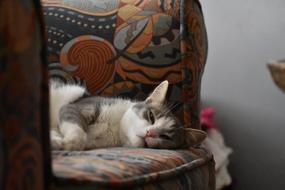Cute Cat Sleepy